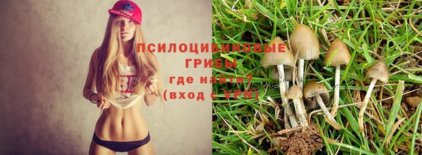 шишки Корсаков